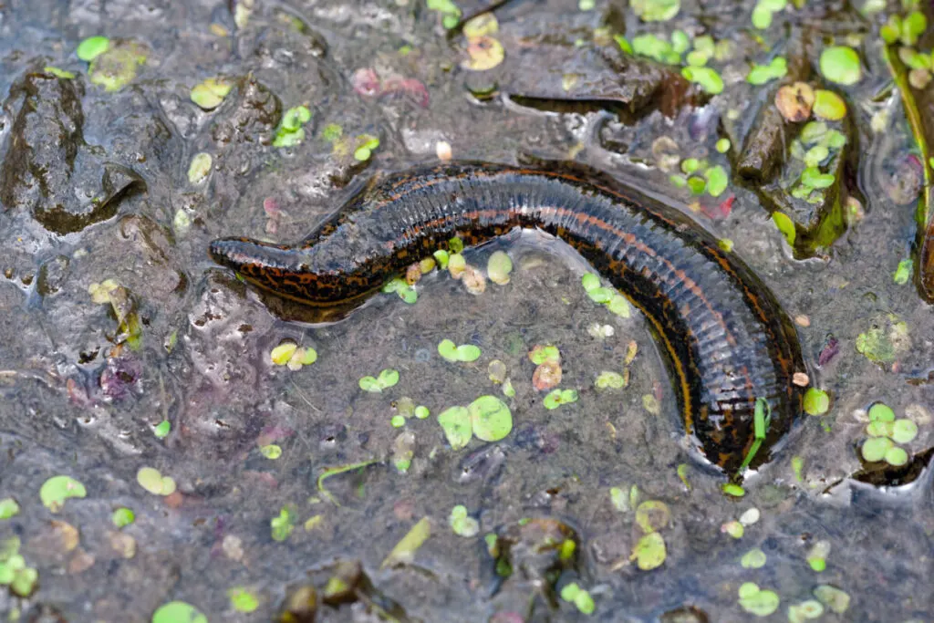 What is an Invertebrate? A Concise Overview & Definition 5 Black Leech on a swap