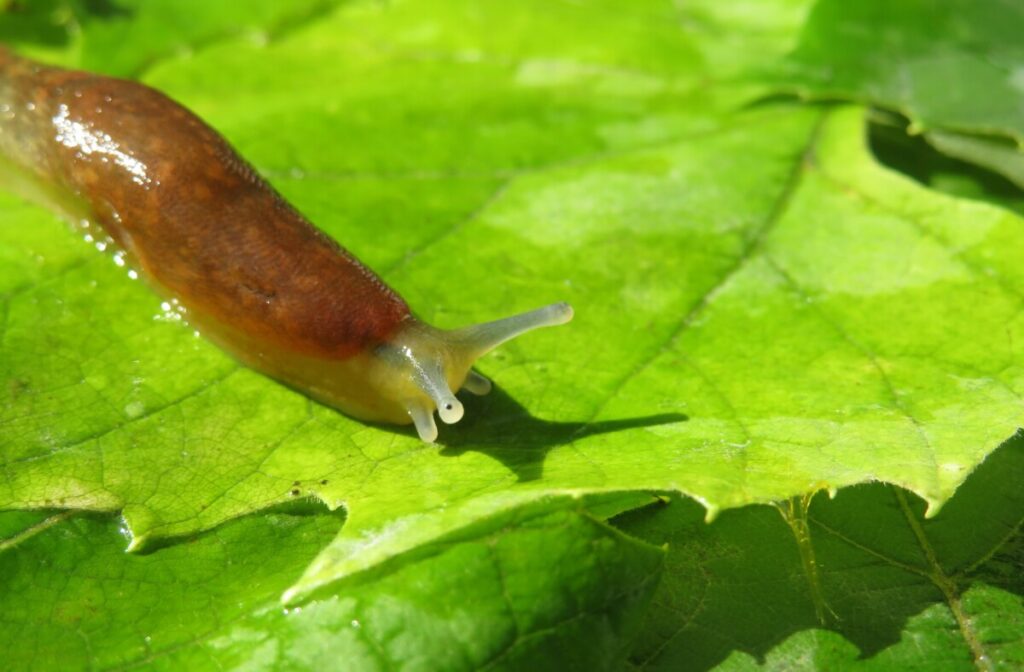 Brown Slug  on a leaf