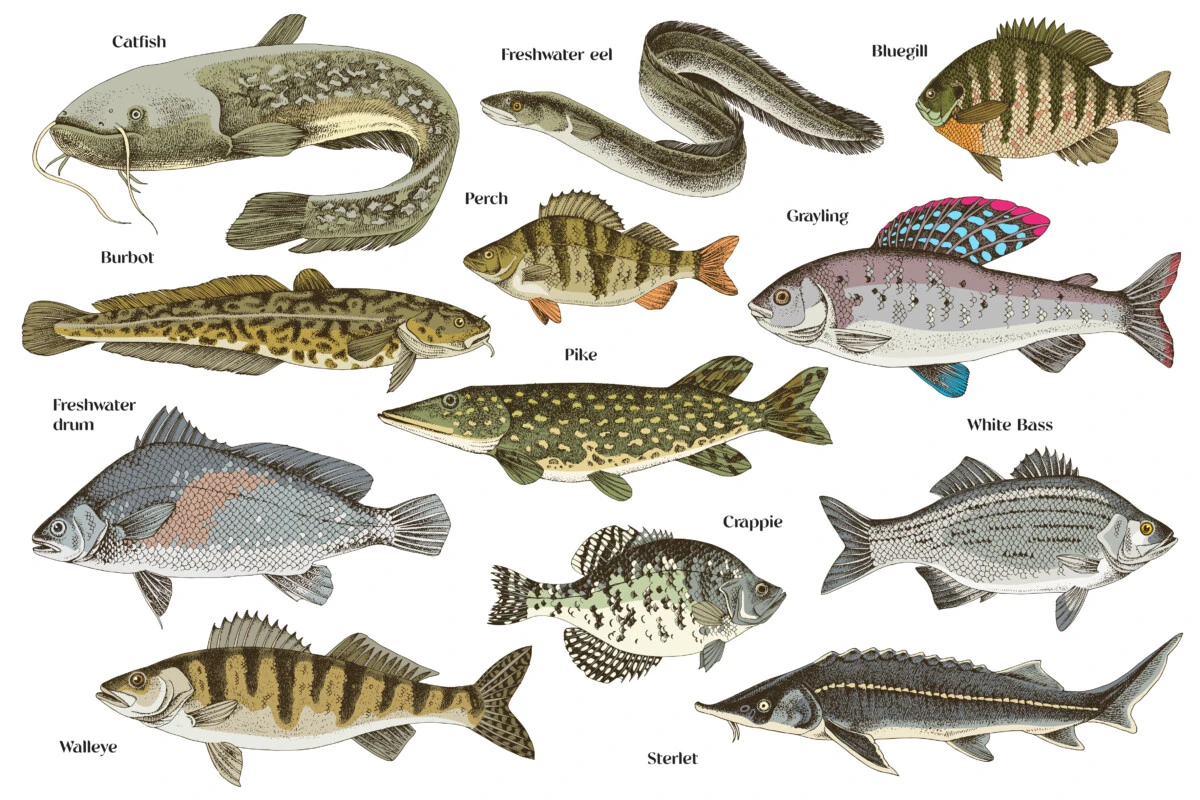 Different species of fish