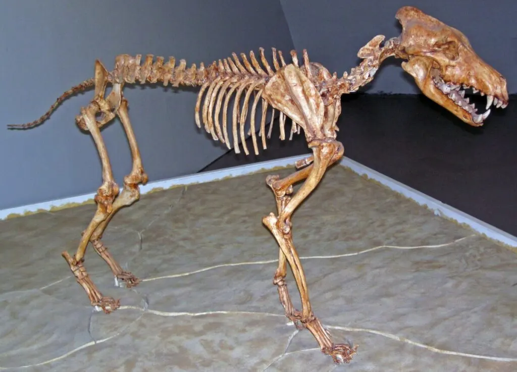 Wolves Size Comparison: How Big Are Wolves Compared to Dogs, Humans, and Other Animals? 14 Dire Wolf Skeleton on Sternberg Museum of Natural History, Hays, Kansas