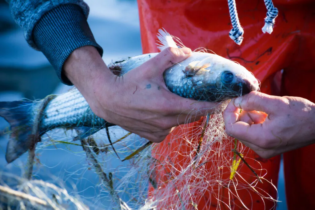 Sustainable Fishery Practices: The Path to Healthy Oceans and Sustainable Fishing 10 Fisherman with a freshy catch fish