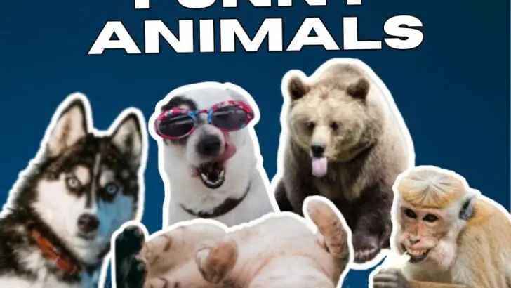 Funny Animals from Around the World