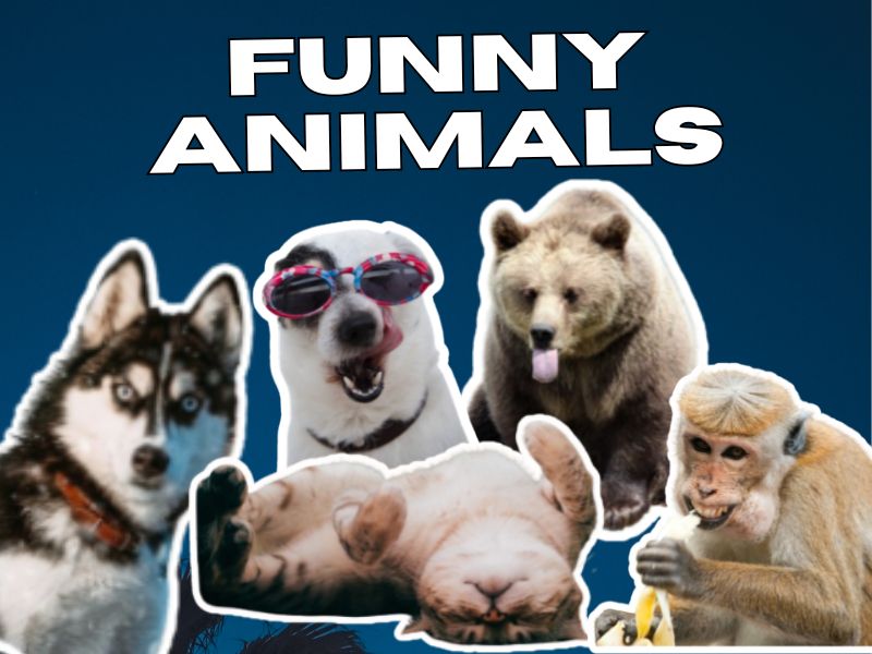 These 5 Funniest Animals Will Brighten Your Day