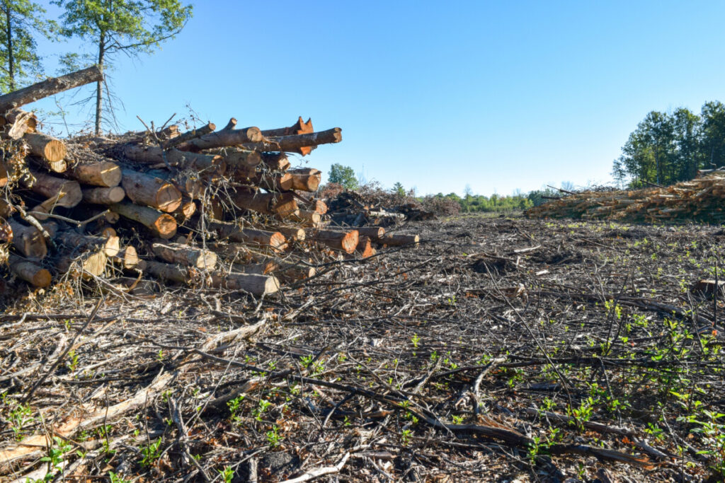 Deforestation and Habitat Destruction