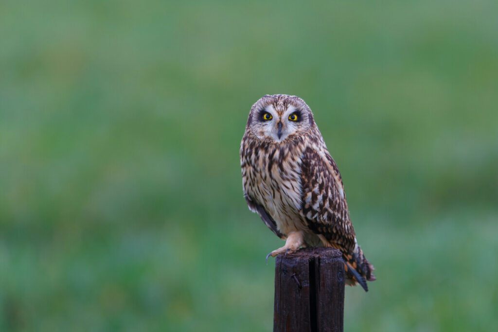 Lone short-eared owl perched on a pole