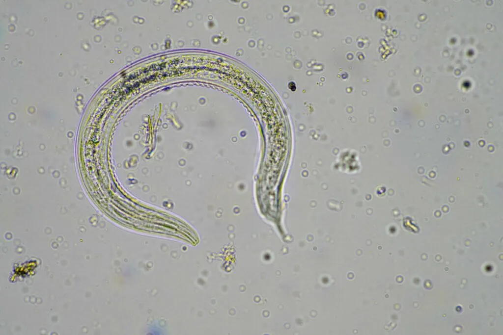 Nematodes under microscope