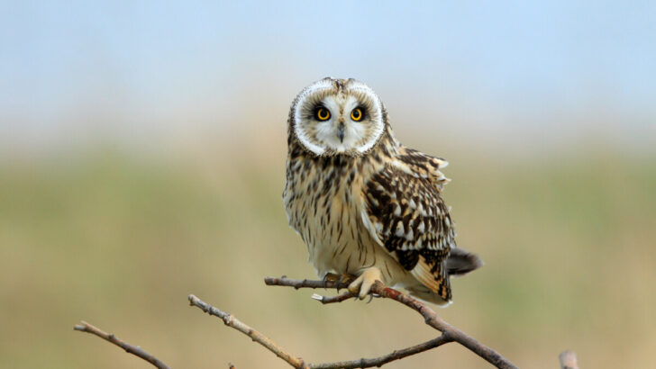 Short-Eared Owl on a tree branch