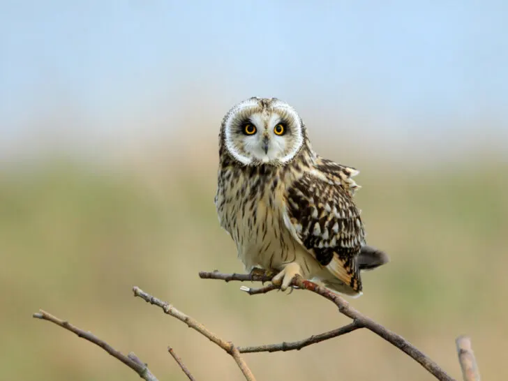Short-Eared Owl on a tree branch