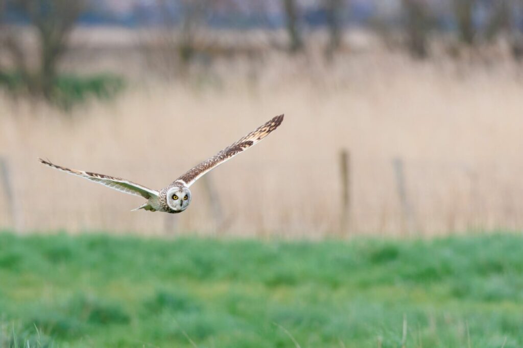Flying Short-Eared Owl 