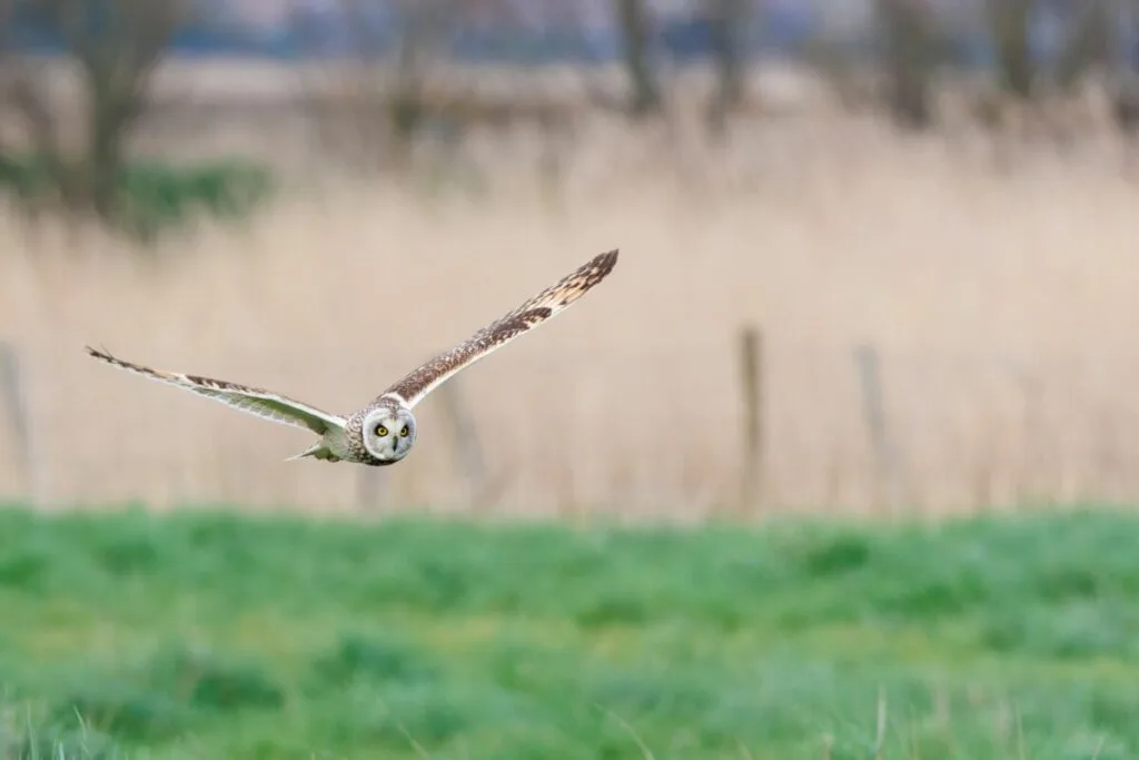 Short-Eared Owl: Is This Species Endangered? 4 Flying Short-Eared Owl