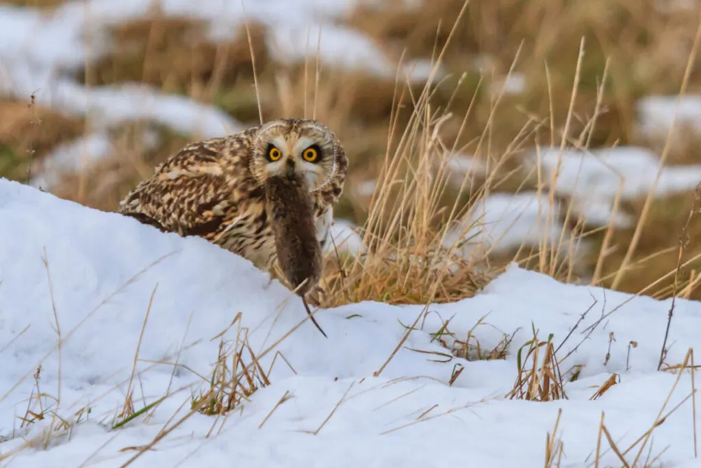 Short-Eared Owl: Is This Species Endangered? 3 Short-Eared Owl with a mouse