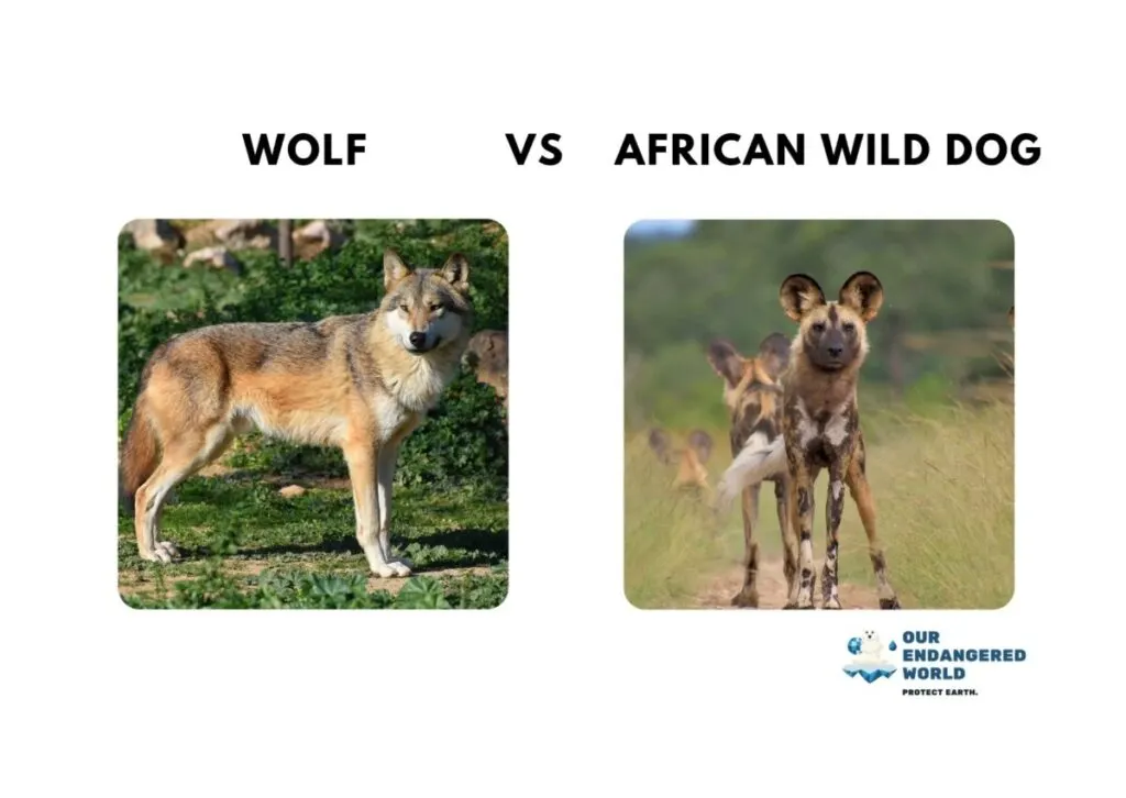 Wolf vs African Wild Dog