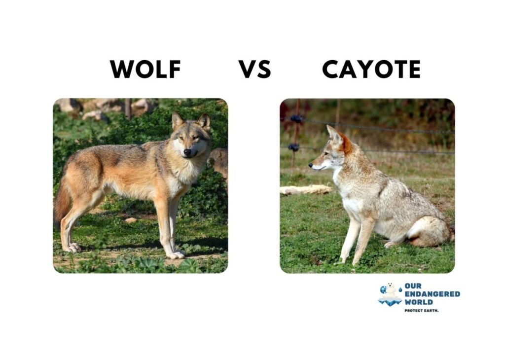 Wolf vs Cayote