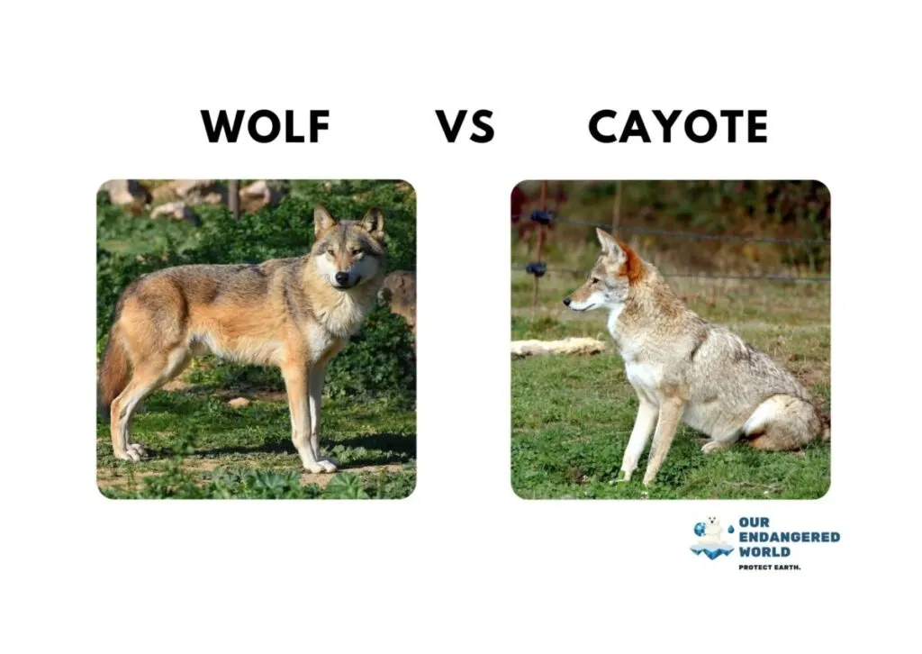 Wolves Size Comparison: How Big Are Wolves Compared to Dogs, Humans, and Other Animals? 8 Wolf vs Cayote