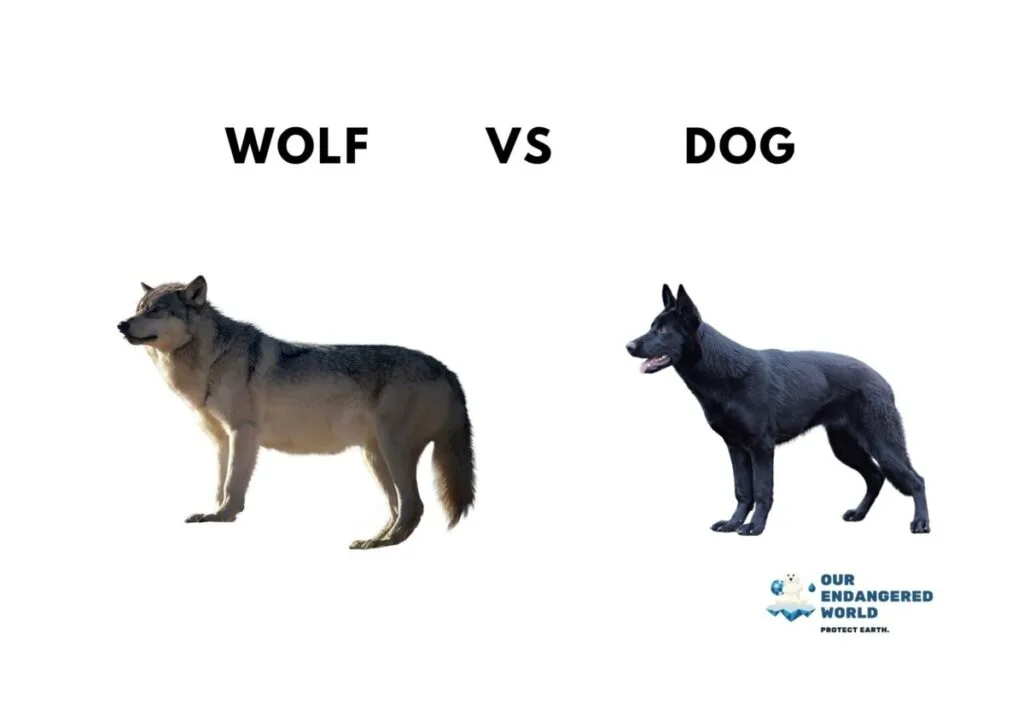 Wolves Size Comparison: How Big Are Wolves Compared to Dogs, Humans, and Other Animals? 2 Comparing Wolves to Dogs