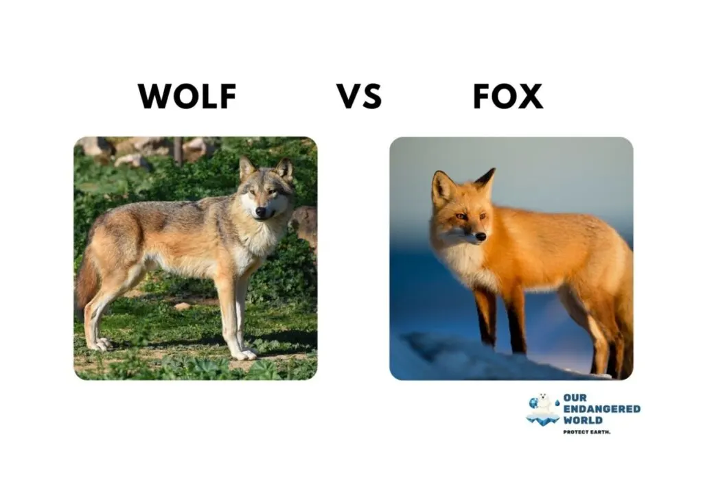 Wolves Size Comparison: How Big Are Wolves Compared to Dogs, Humans, and Other Animals? 9 Wolf vs Fox
