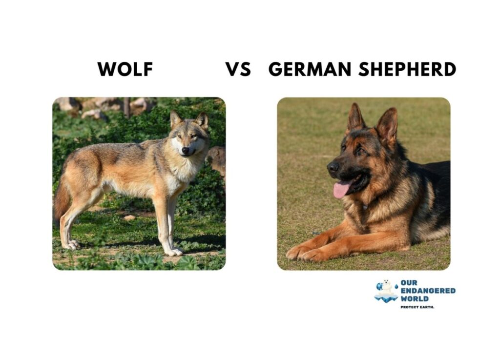 Wolf vs German Shepherd