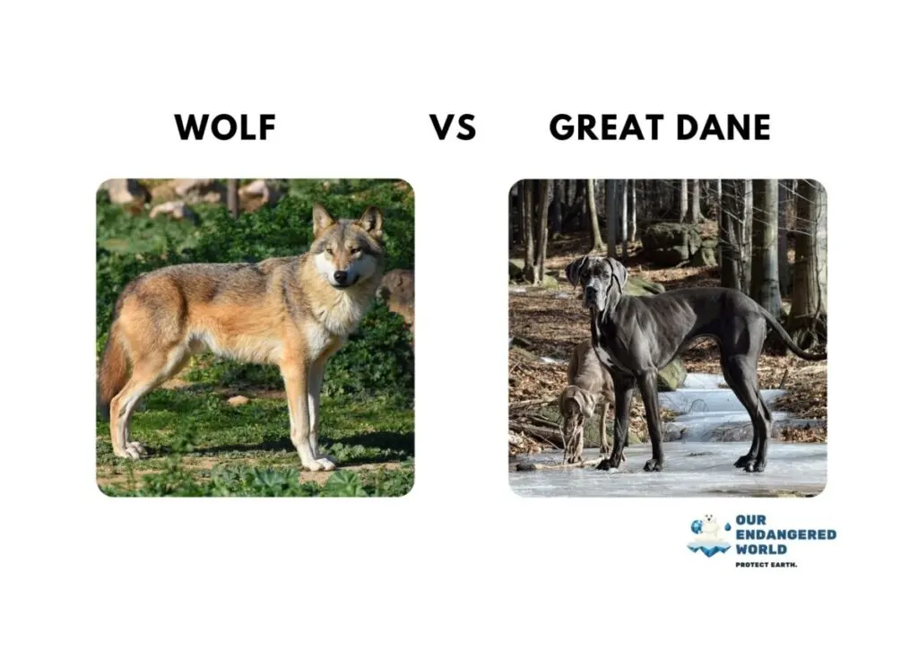 Wolf vs Great Dane