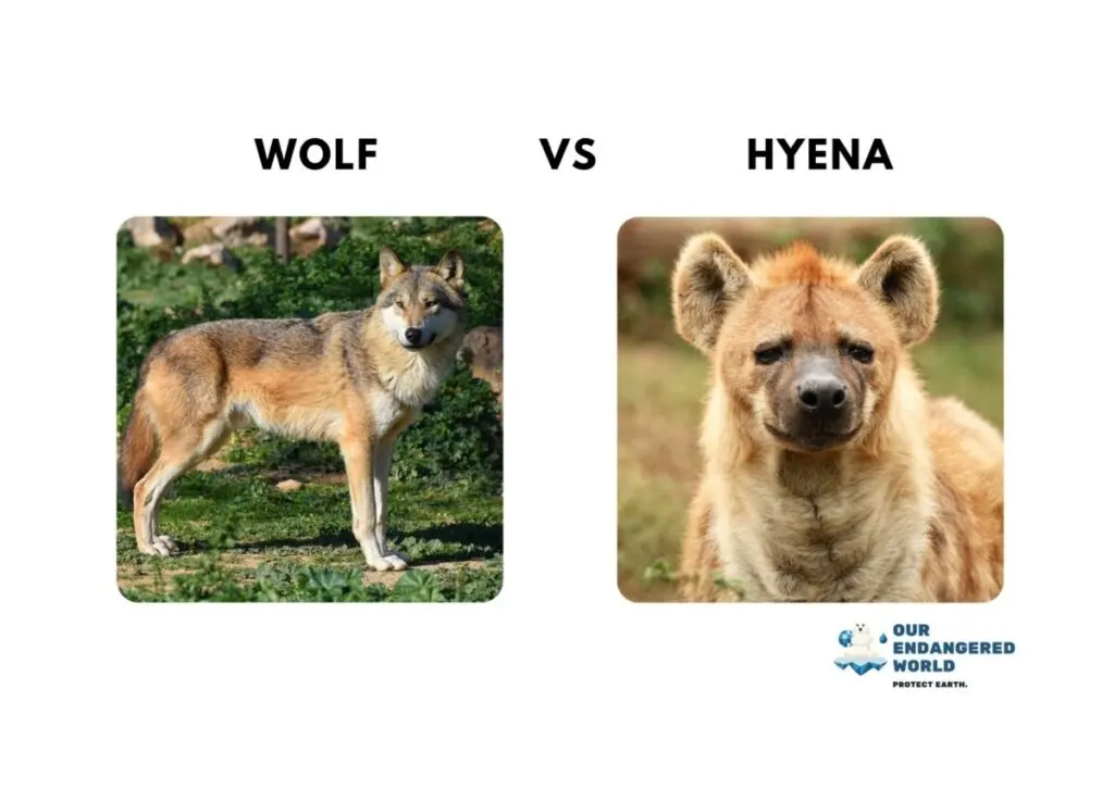 Wolf vs Hyena