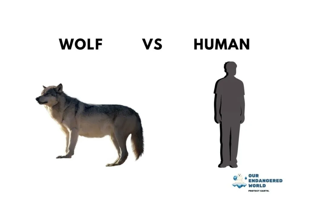 Wolves and Human Size Comparison
