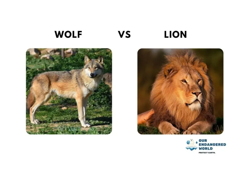 Wolf vs Lion