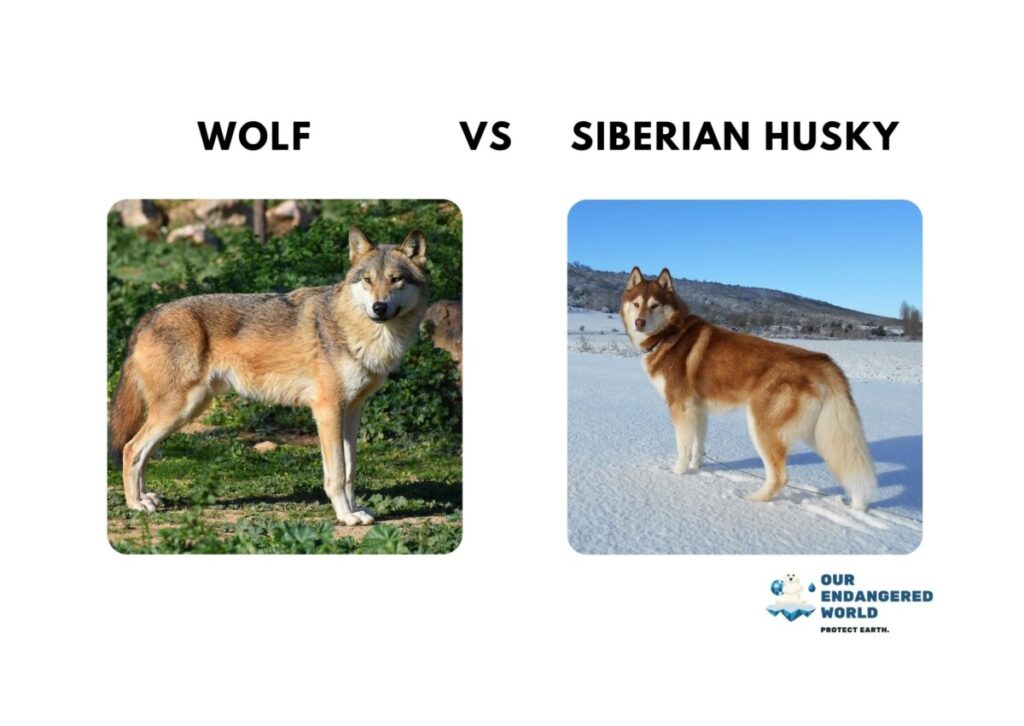 Wolf vs Siberian Husky