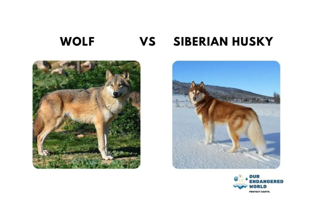 Wolves Size Comparison: How Big Are Wolves Compared to Dogs, Humans, and Other Animals? 4 Wolf vs Siberian Husky