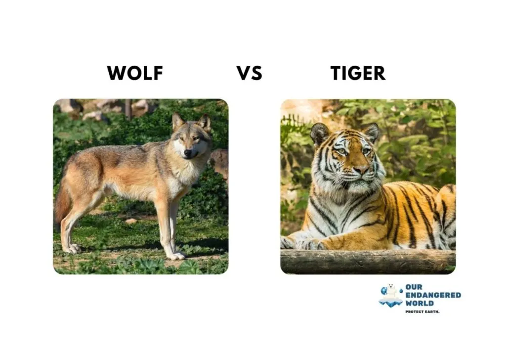 Wolves Size Comparison: How Big Are Wolves Compared to Dogs, Humans, and Other Animals? 12 Wolf vs Tiger