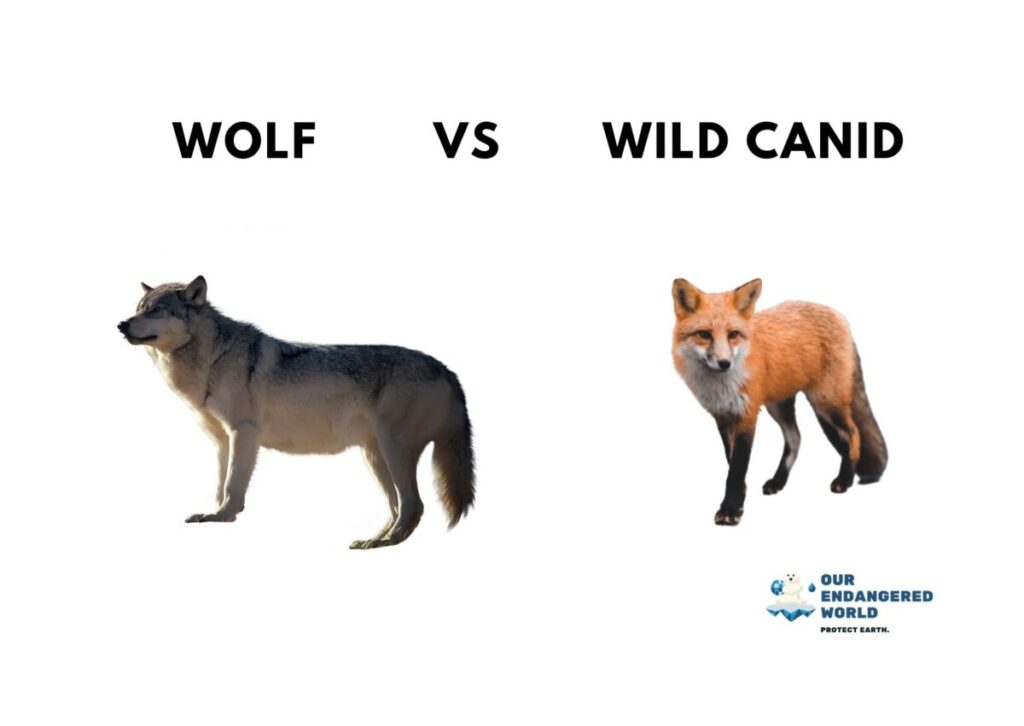 Wolves vs. Other Wild Canids