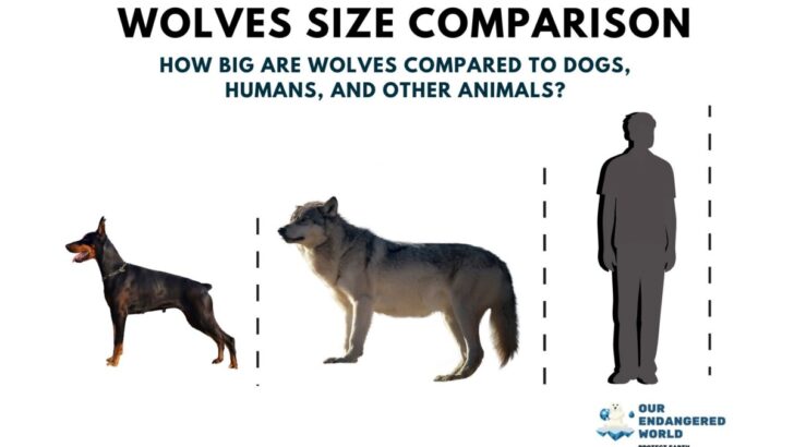 Wolves Size Comparison: How Big Are Wolves Compared to Dogs, Humans, and Other Animals?