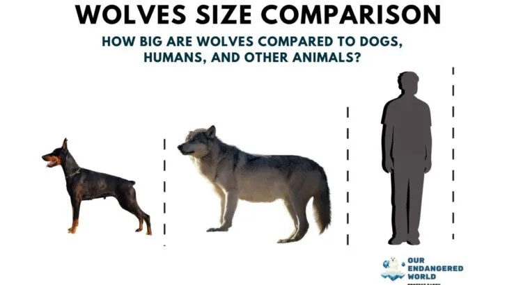 Wolves Size Comparison: How Big Are Wolves Compared to Dogs, Humans, and Other Animals?