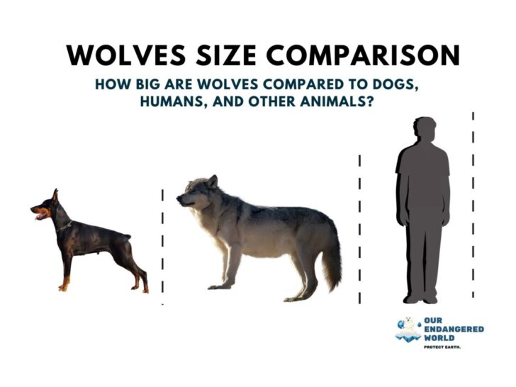 Wolves Size Comparison: How Big Are Wolves Compared to Dogs, Humans, and Other Animals?