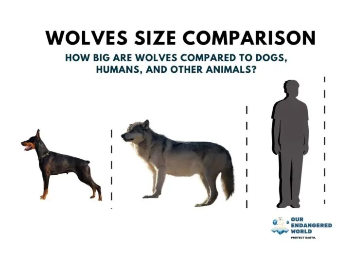 Wolves Size Comparison: How Big Are Wolves Compared to Dogs, Humans, and Other Animals?