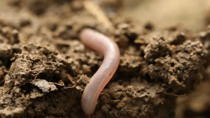 Worm on a wet soil