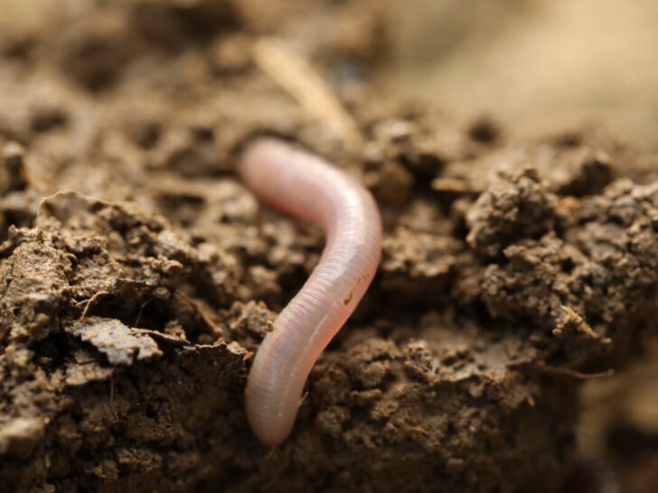 Worm on a wet soil