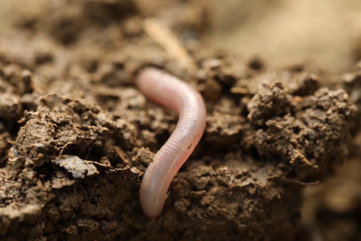 What is an Invertebrate? A Concise Overview & Definition