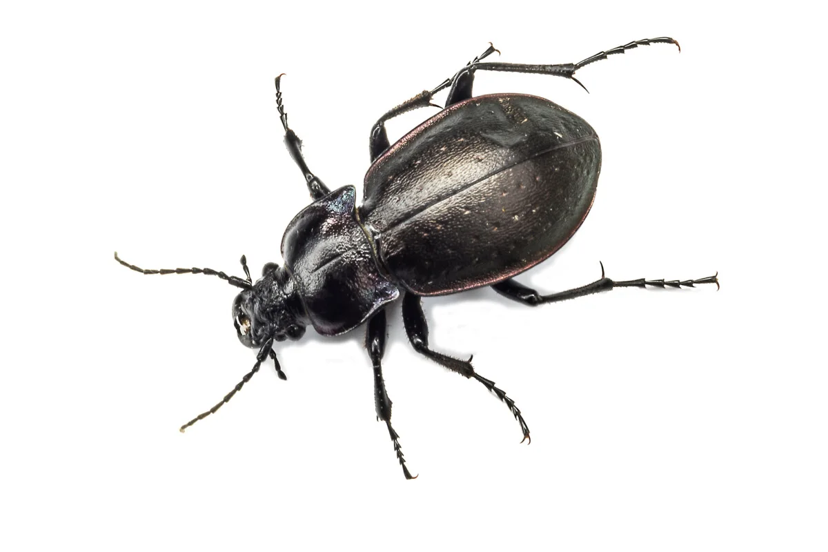 Are Beetles Bugs or Insects? The Definitive Answer 4 Bug on white background