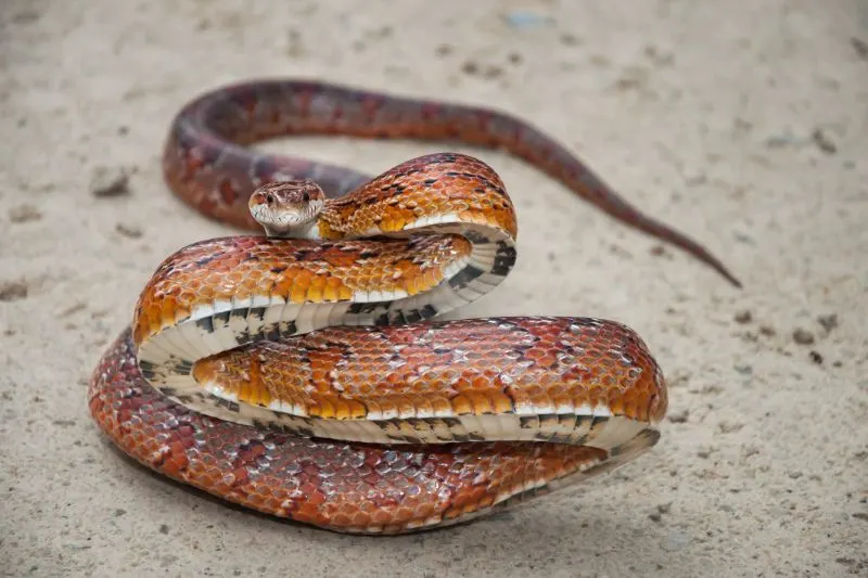 A close up of an aggressive Corn Snake