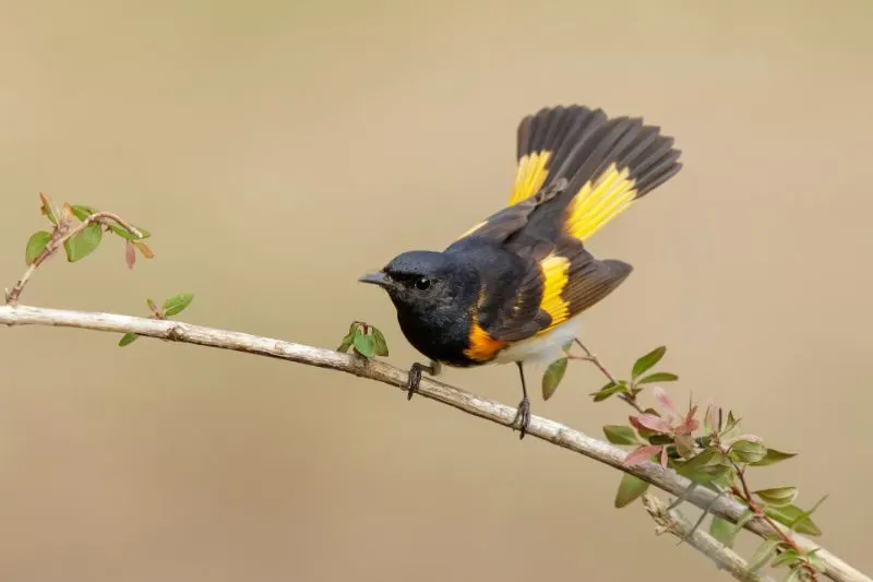 American Redstart American Redstart