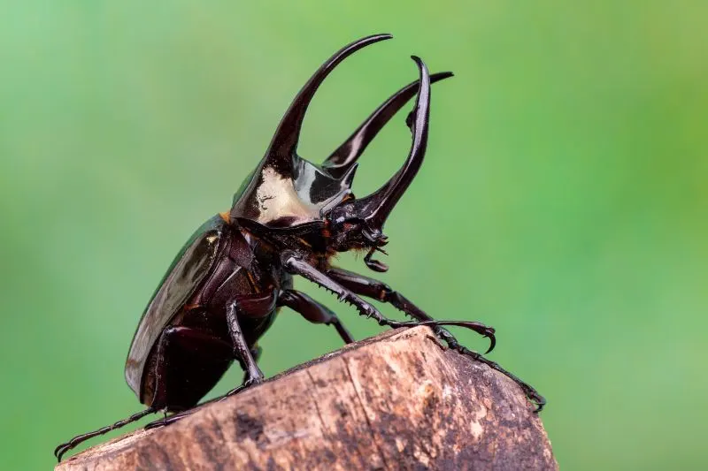 The Atlas beetle closeup shot