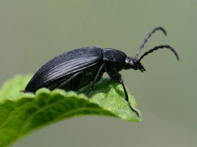 Black Caterpillar Hunter Beetle