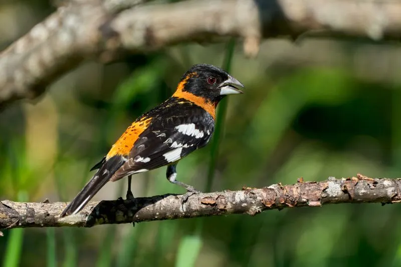Black-Headed Grosbeak Black-Headed Grosbeak
