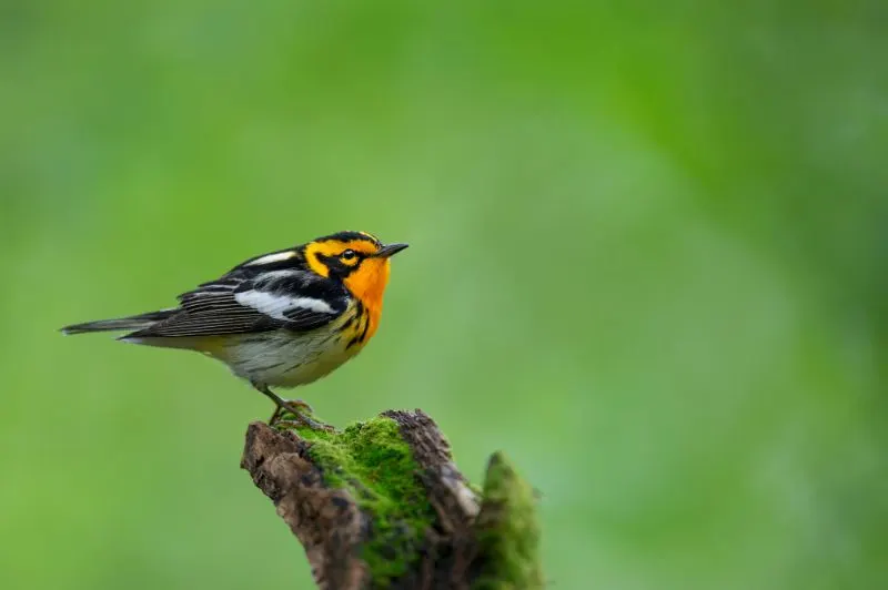 A male orange, black and white Blackburnian Warbler