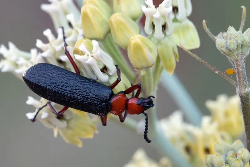 Master Blister beetle