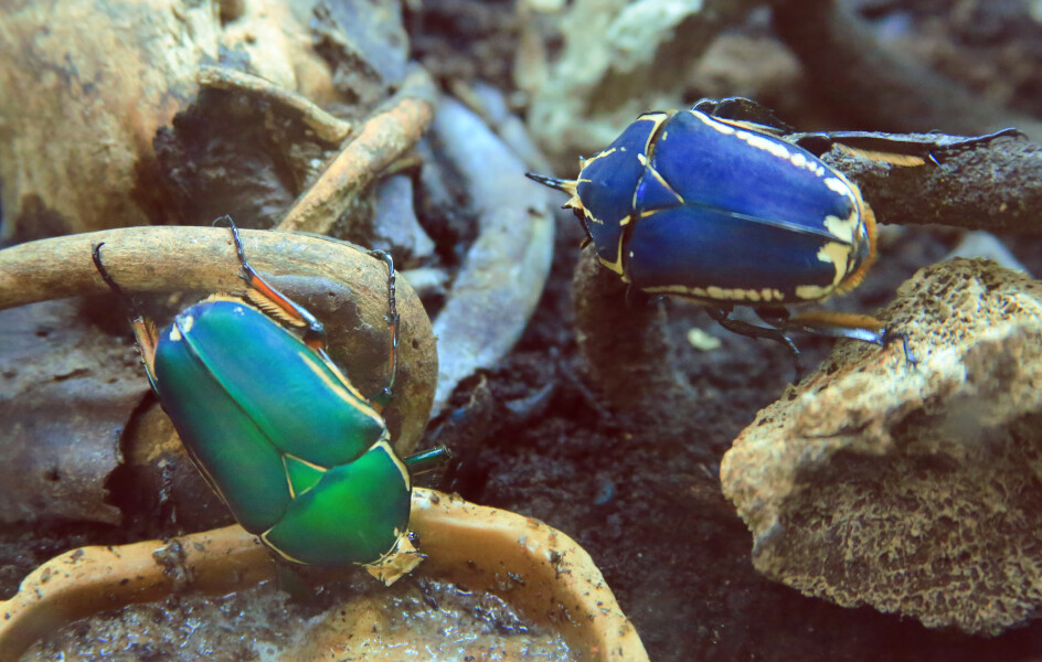 Blue and green beetles