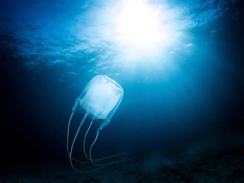 Box Jellyfish swimming underwater