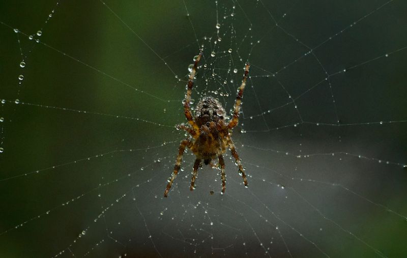 Brown spider on a web in dewdrops