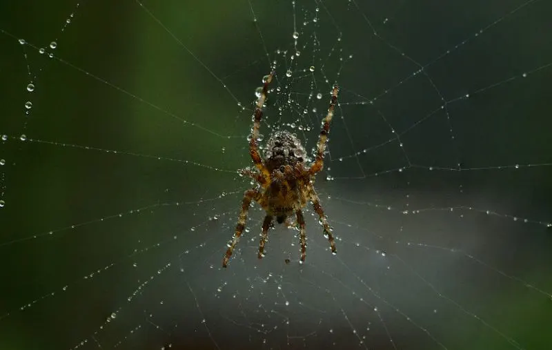 Top 10 Most Dangerous Animals in Puerto Rico