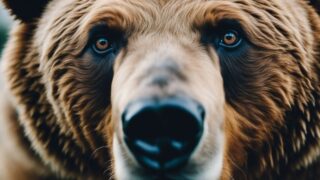 Brown bear looking close at camera