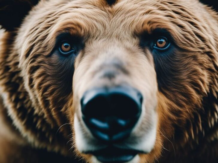 Wildlife Photography Guide: Ethical Camera Settings, Gear, and Fieldcraft 12 Brown bear looking close at camera